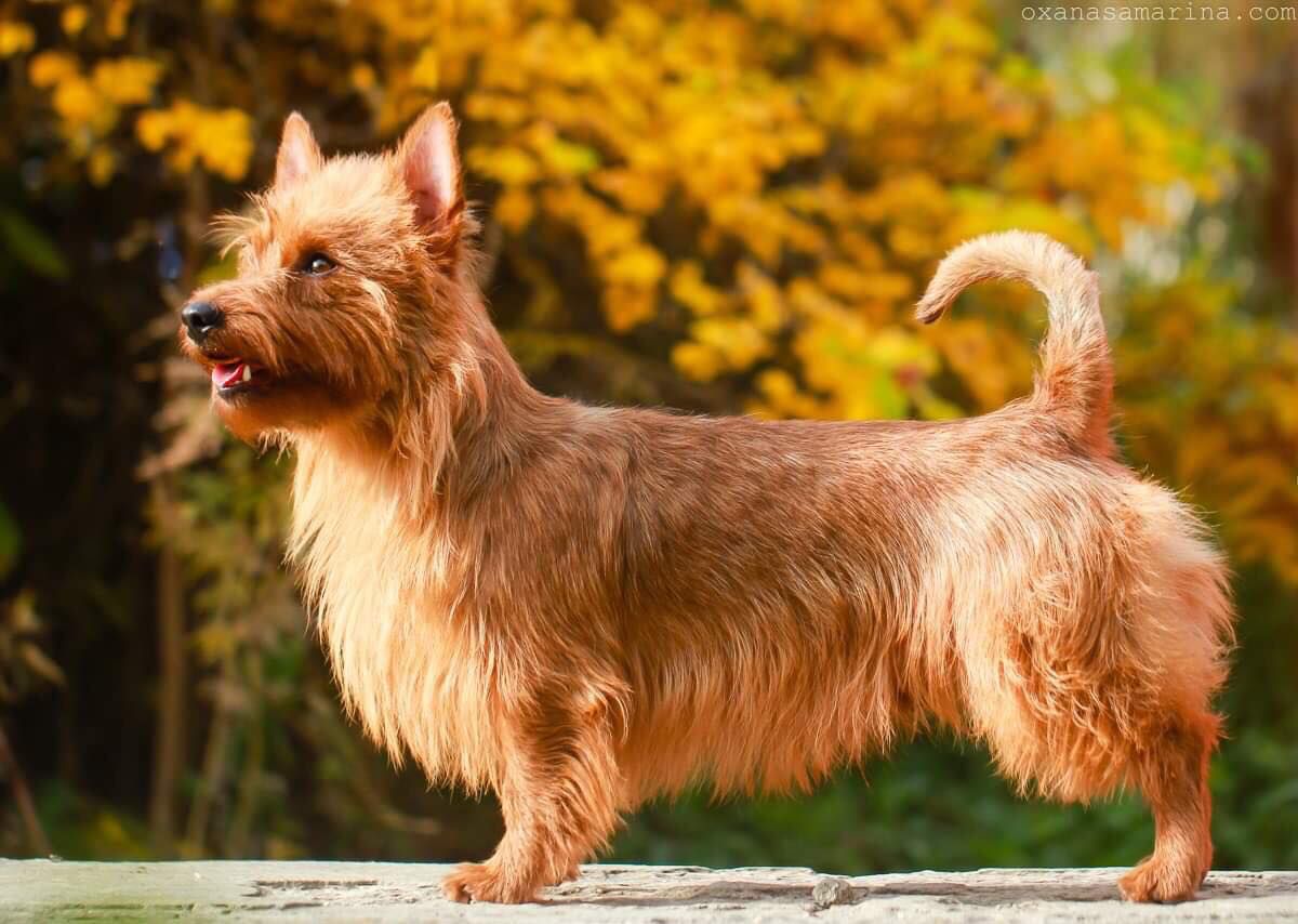 Dzi Fu Glavnyi | Australian Terrier 