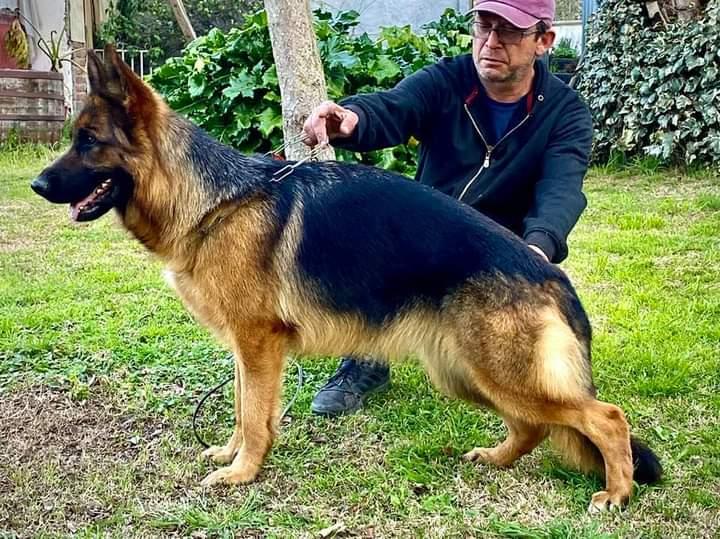 JESSY VON HUNDELIEBES | German Shepherd Dog 