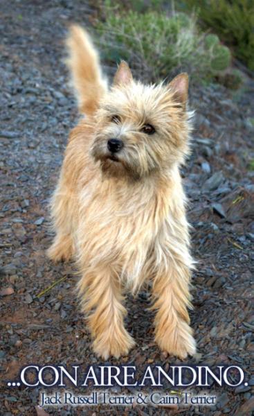 BAIRES BUTTERFLY'S KISS | Cairn Terrier 