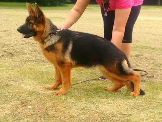 Varvi von del Canne | German Shepherd Dog 