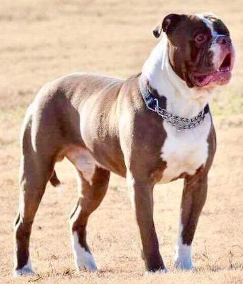 BullyBadass's Big Hoss | American Bulldog 