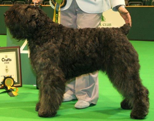 Alsadie Freya at Kanix | Bouvier des Flandres 