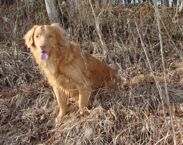 Praetorium Latobicorum's Dusty | Nova Scotia Duck Tolling Retriever 