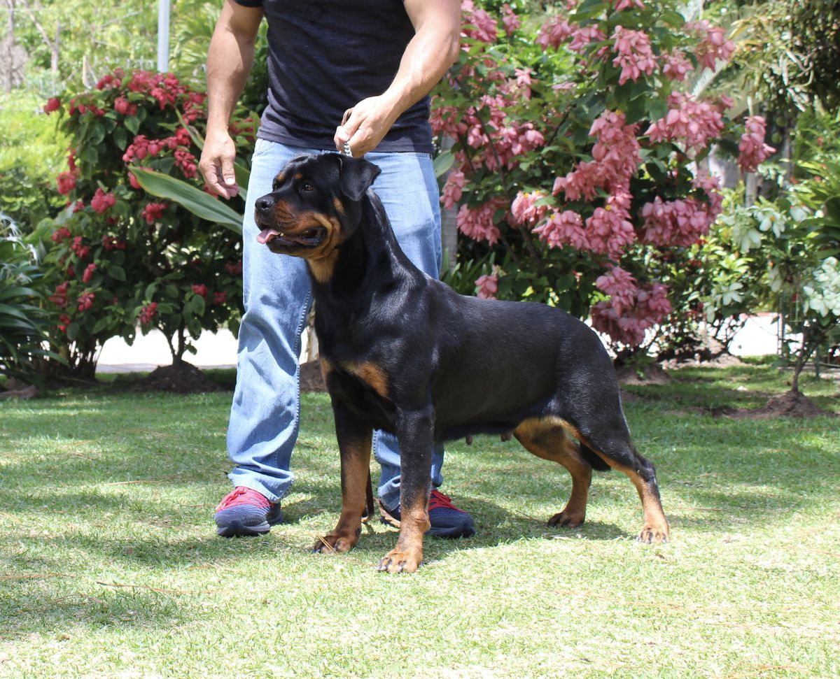 Puma Von der Gopa’s | Rottweiler 