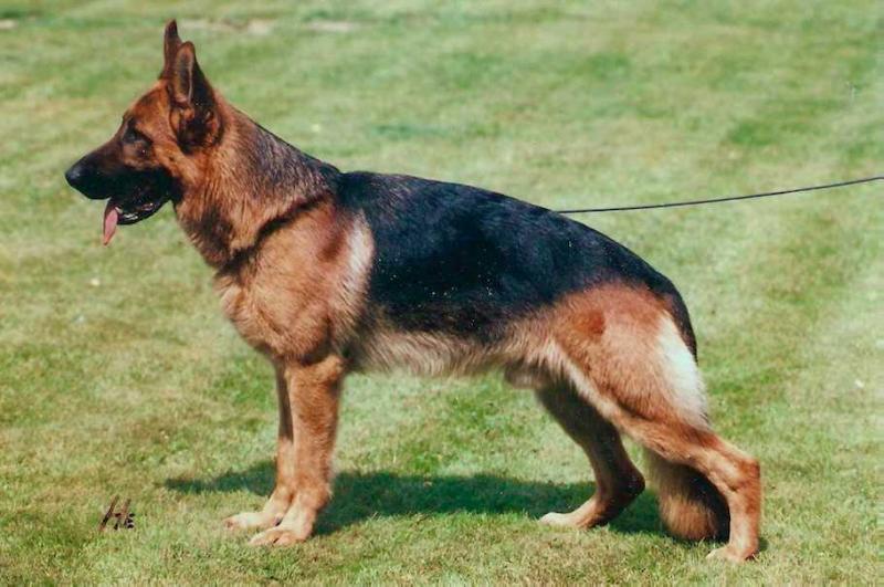 Jello von der Wienerau | German Shepherd Dog 