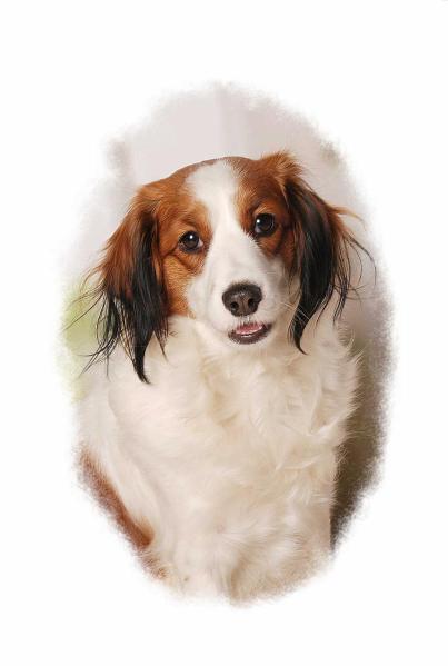 MAUSI | Kooikerhondje 