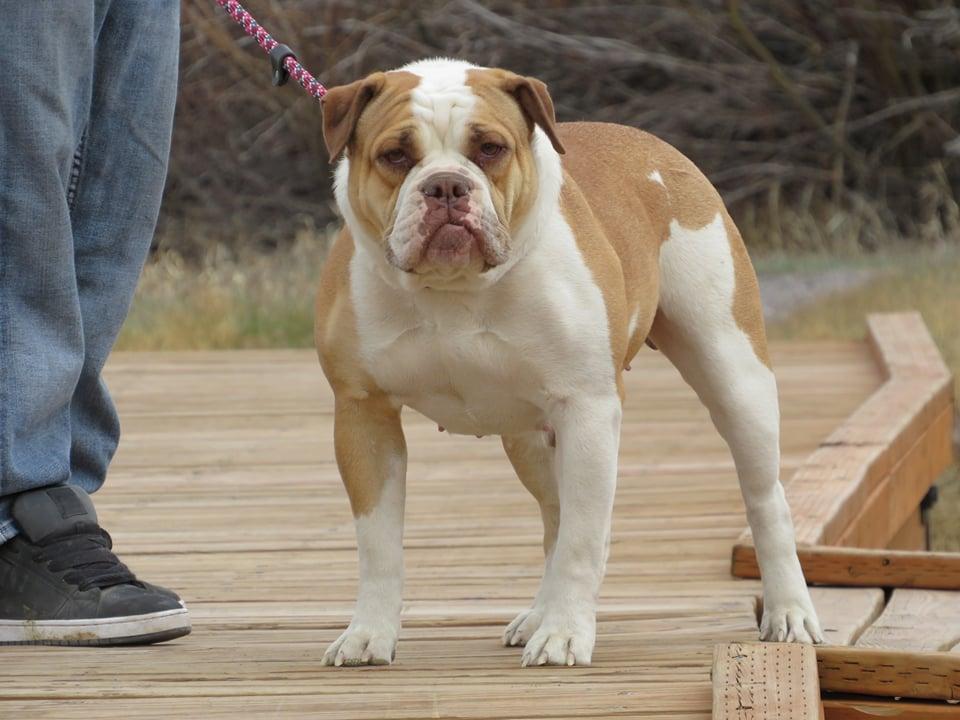 Brigham City's Dixie | Olde English Bulldogge 