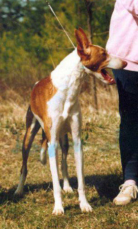 Amberlithe Belmonte Marcel | Ibizan Hound 