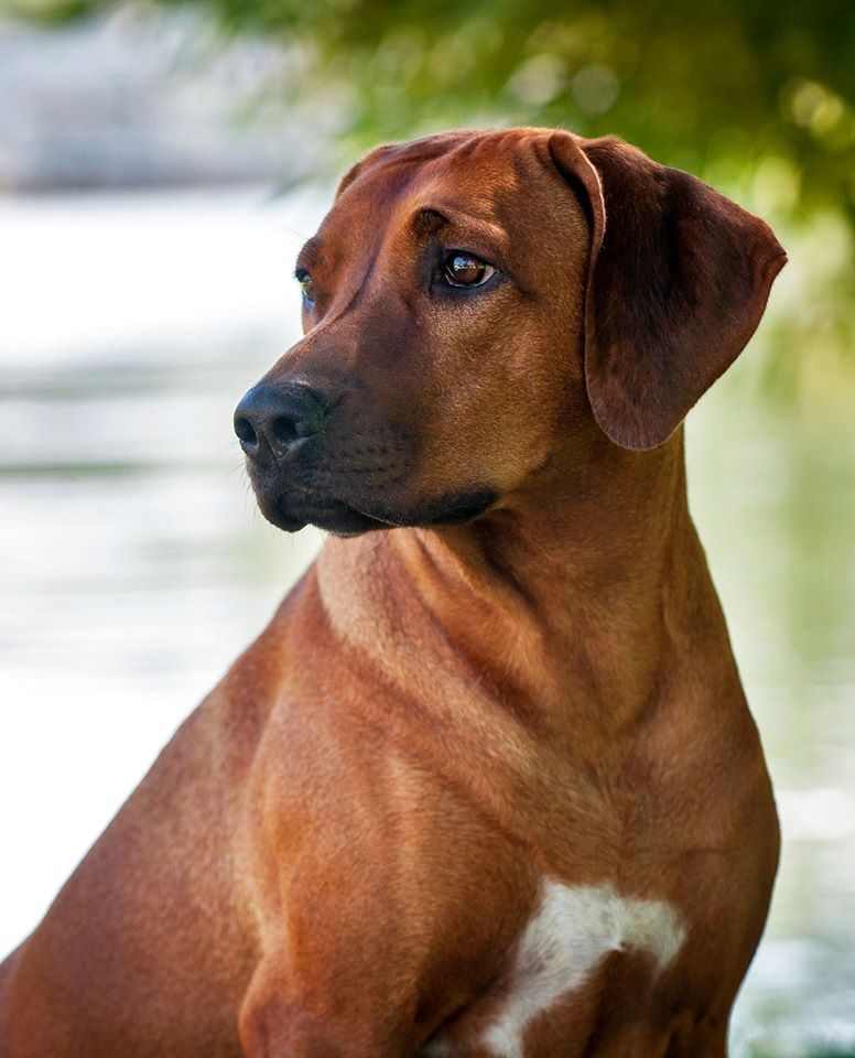 Ave Caesar ABBA Dancing Queen | Rhodesian Ridgeback 