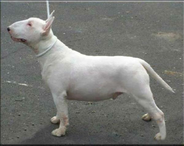 Herakles del Dolcezza dei Movimenti | Bull Terrier 