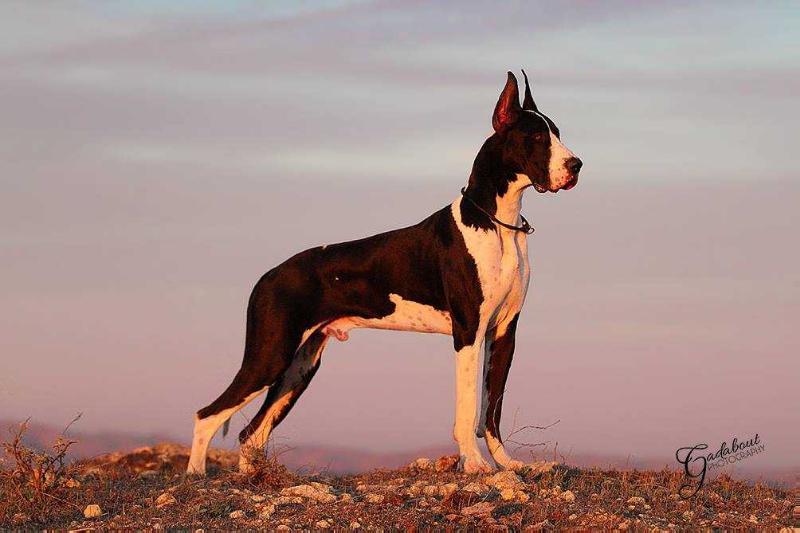 Chroma Let's Get This Show On The Road | Great Dane 