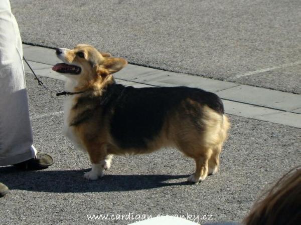Else ze Síbrtu | Pembroke Welsh Corgi 
