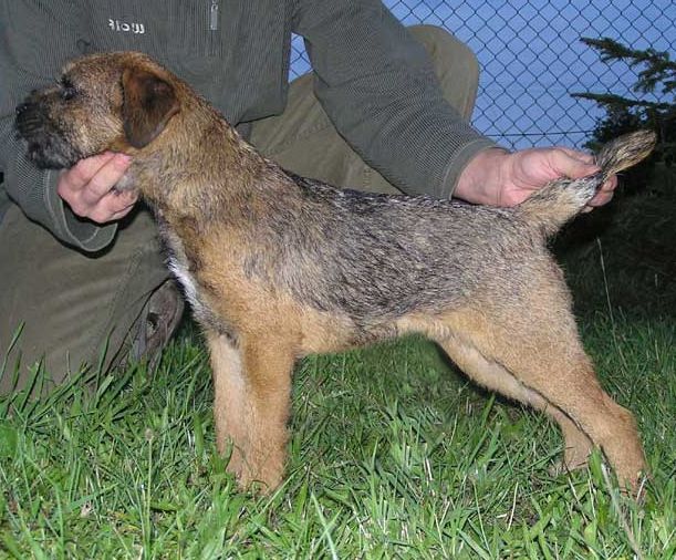 Antti Kham-Mi | Border Terrier 