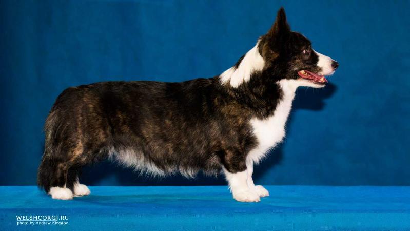 Aethwy Bella Donna | Cardigan Welsh Corgi 