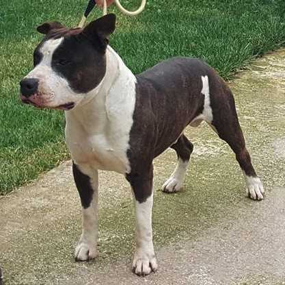 Impish Smile Tipit Z Hanky | American Staffordshire Terrier 