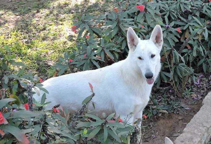 Puka Scatle | White Swiss Shepherd Dog 