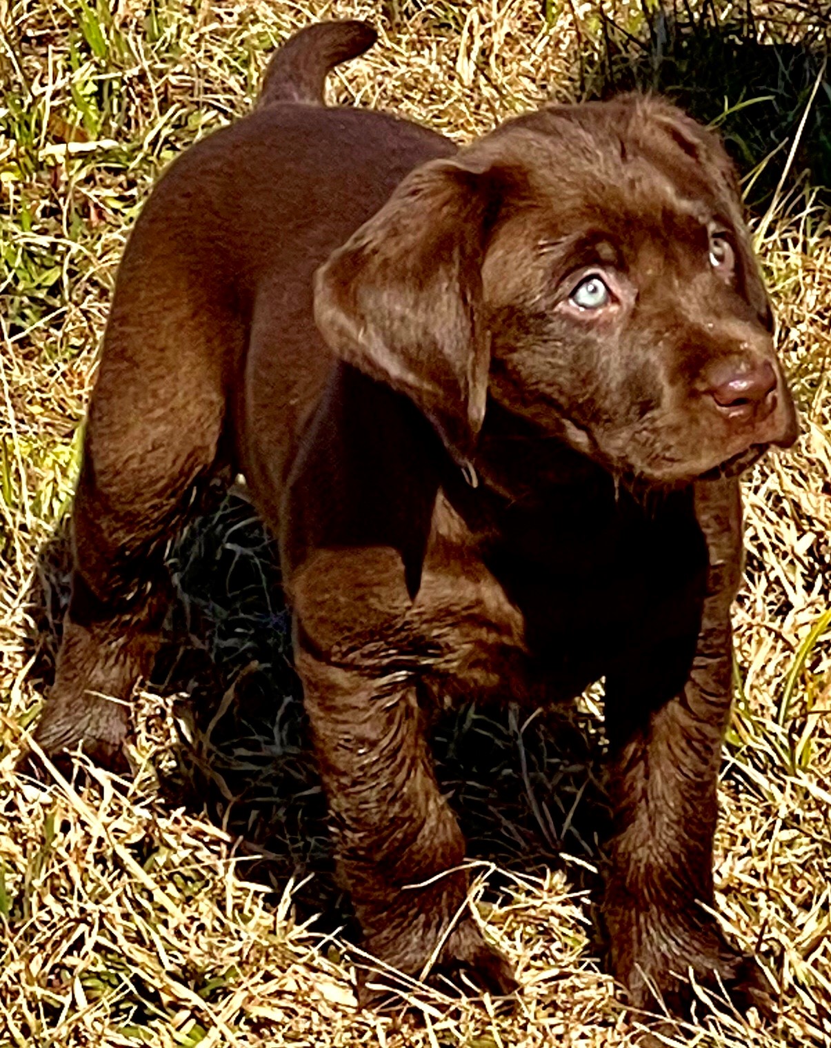 Gator Points Shake Whatcha Mama Gave Ya | Chocolate Labrador Retriver