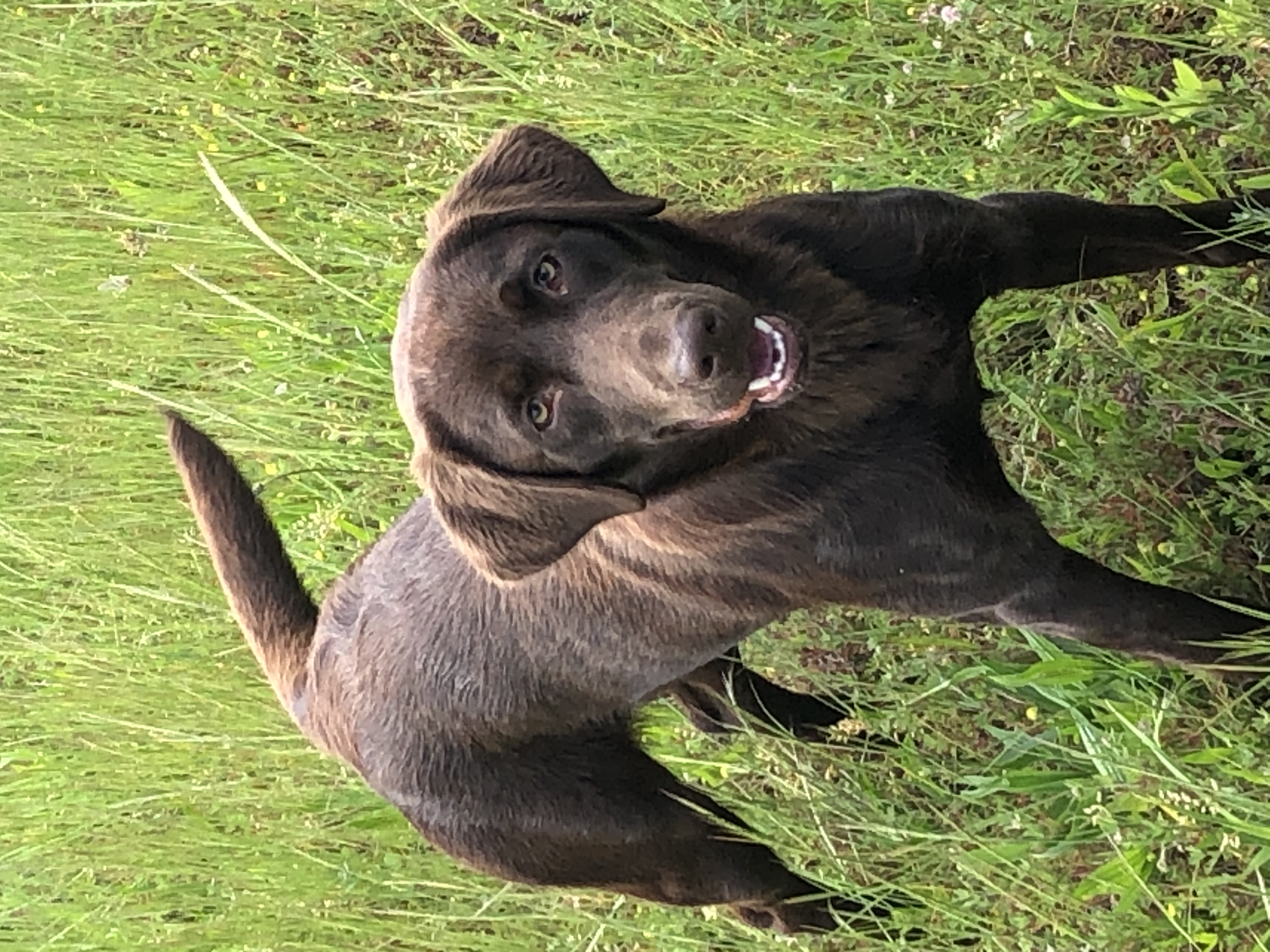 Barren Creeks Magnificent Maggie MH | Chocolate Labrador Retriver