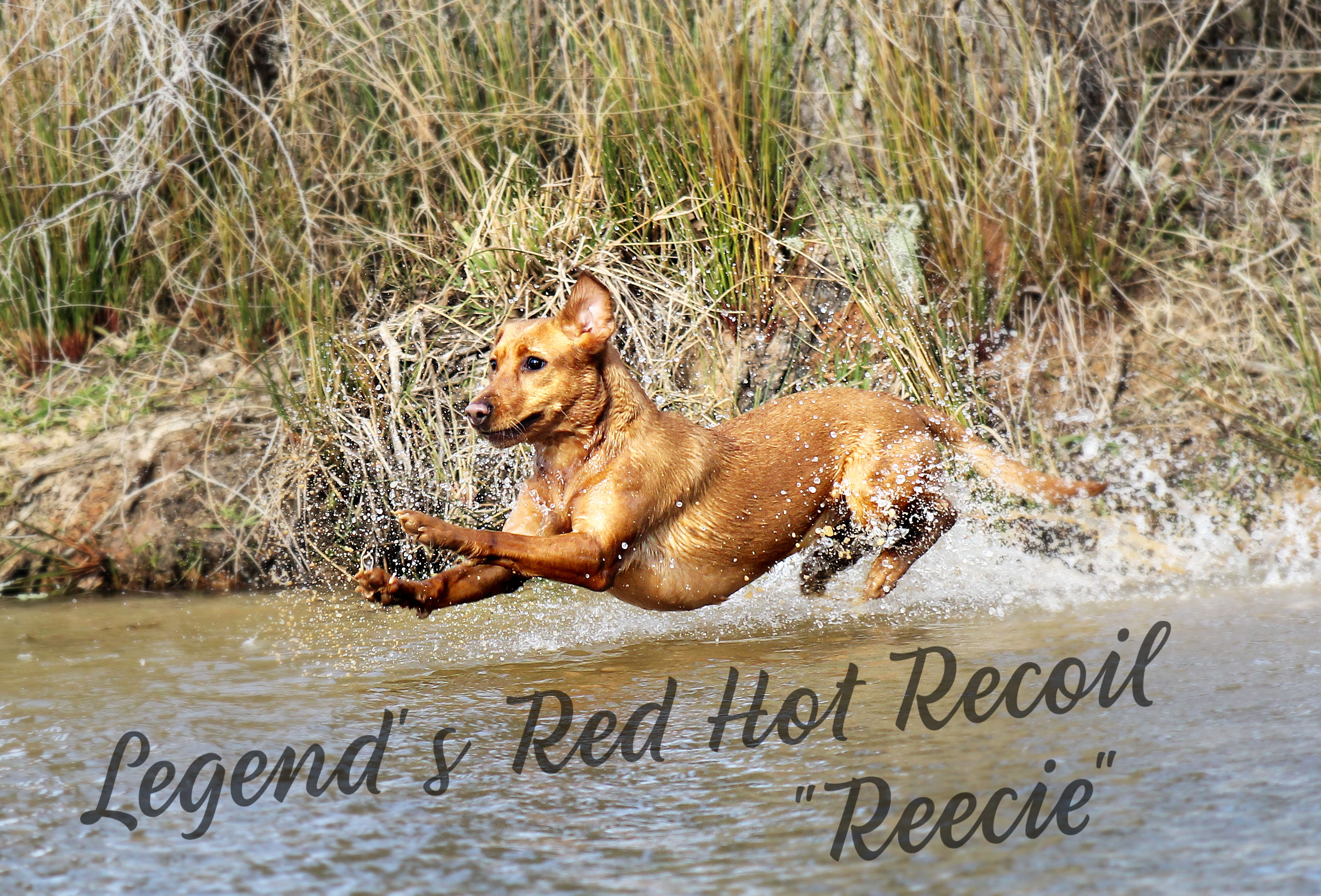 Legend's Red Hot Recoil | Yellow Labrador Retriver