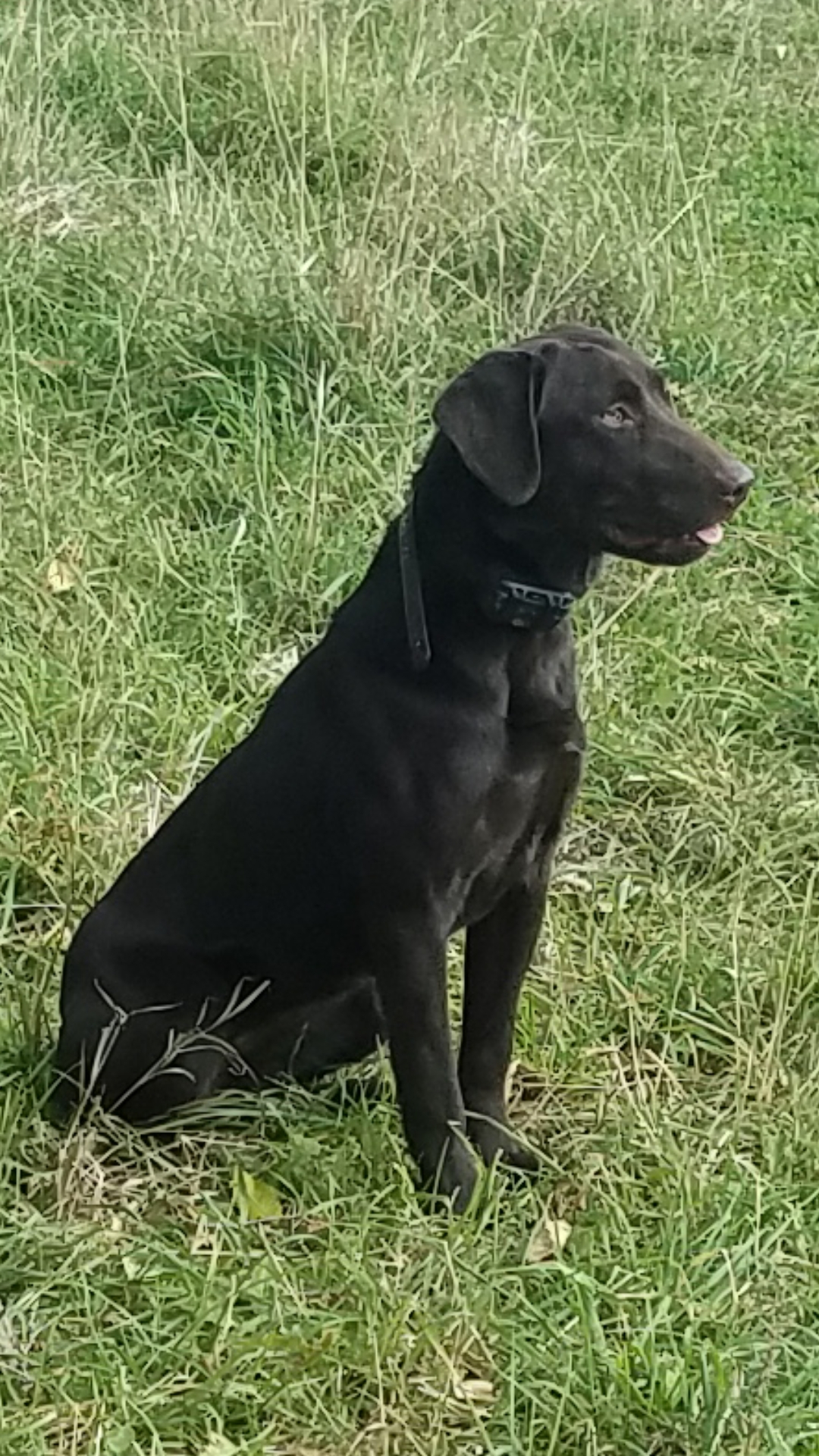 Swan Lakes Haylee's Comet SH | Chocolate Labrador Retriver