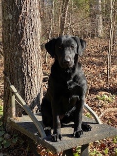 Whistle Creek's Tennessee Sunrise | Black Labrador Retriver