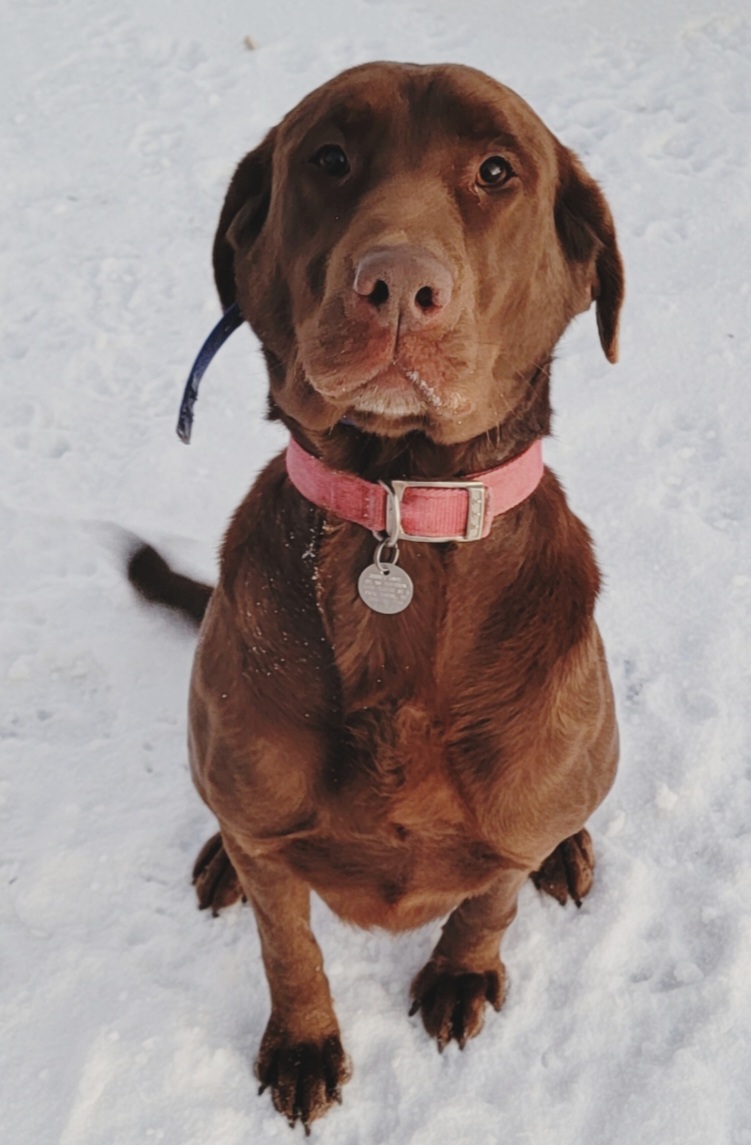 Poppy Johnson | Chocolate Labrador Retriver