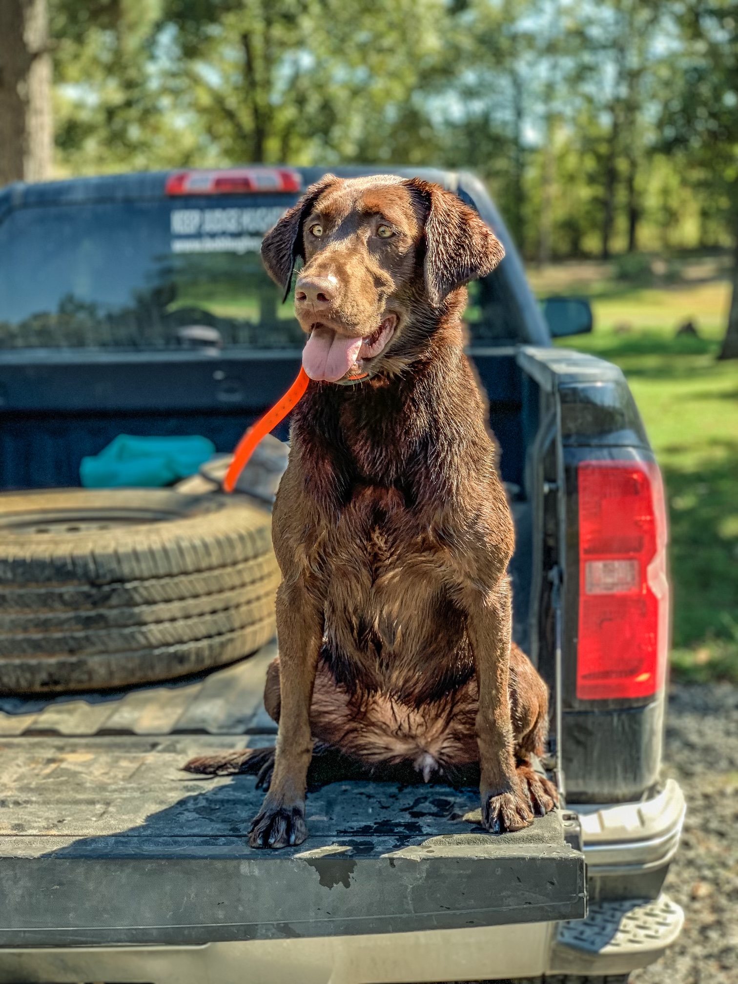 It’s Miller Times Nelli | Chocolate Labrador Retriver