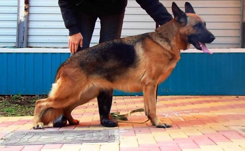 Petro-Marin Dvor Seti | German Shepherd Dog 