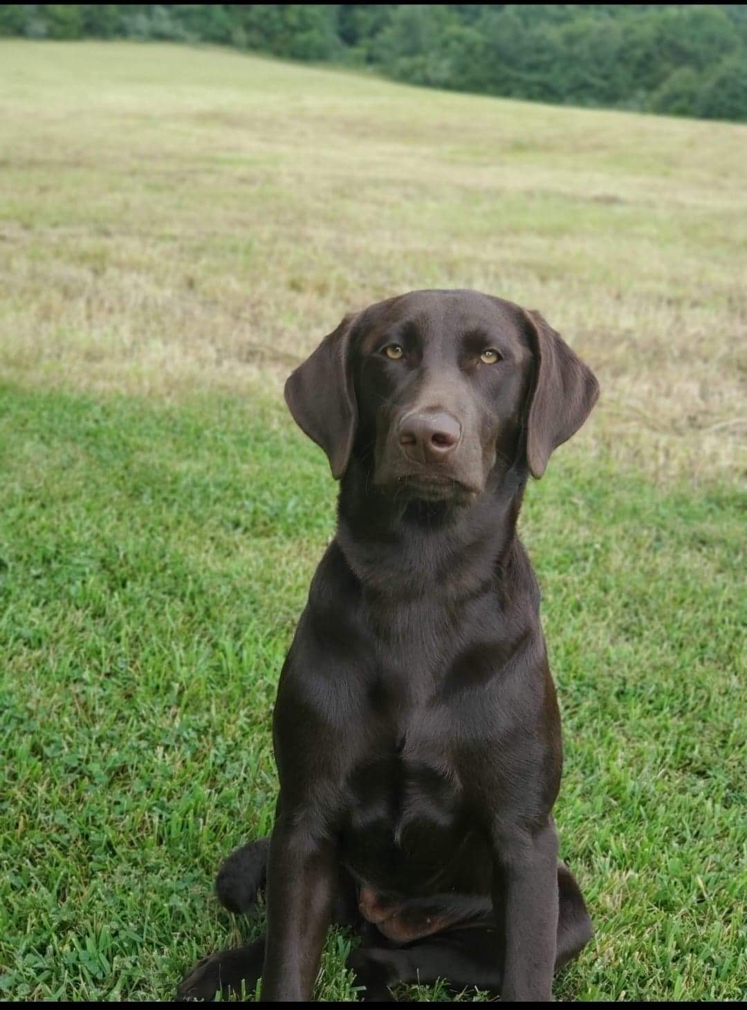 Missouri River’s Morning Haze | Chocolate Labrador Retriver