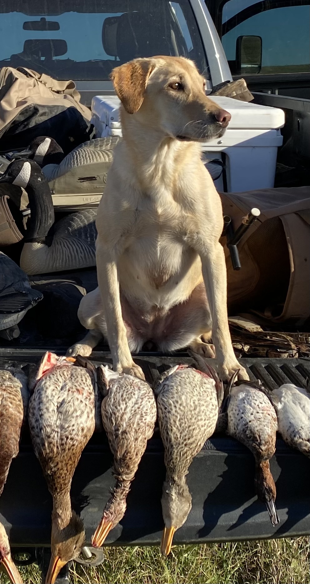 HRCH UH JIMBOBB'S 'LIL MALLARD MAGNET MH QA2 | Yellow Labrador Retriver