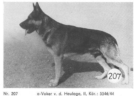 Voker von der Heulage | German Shepherd Dog 