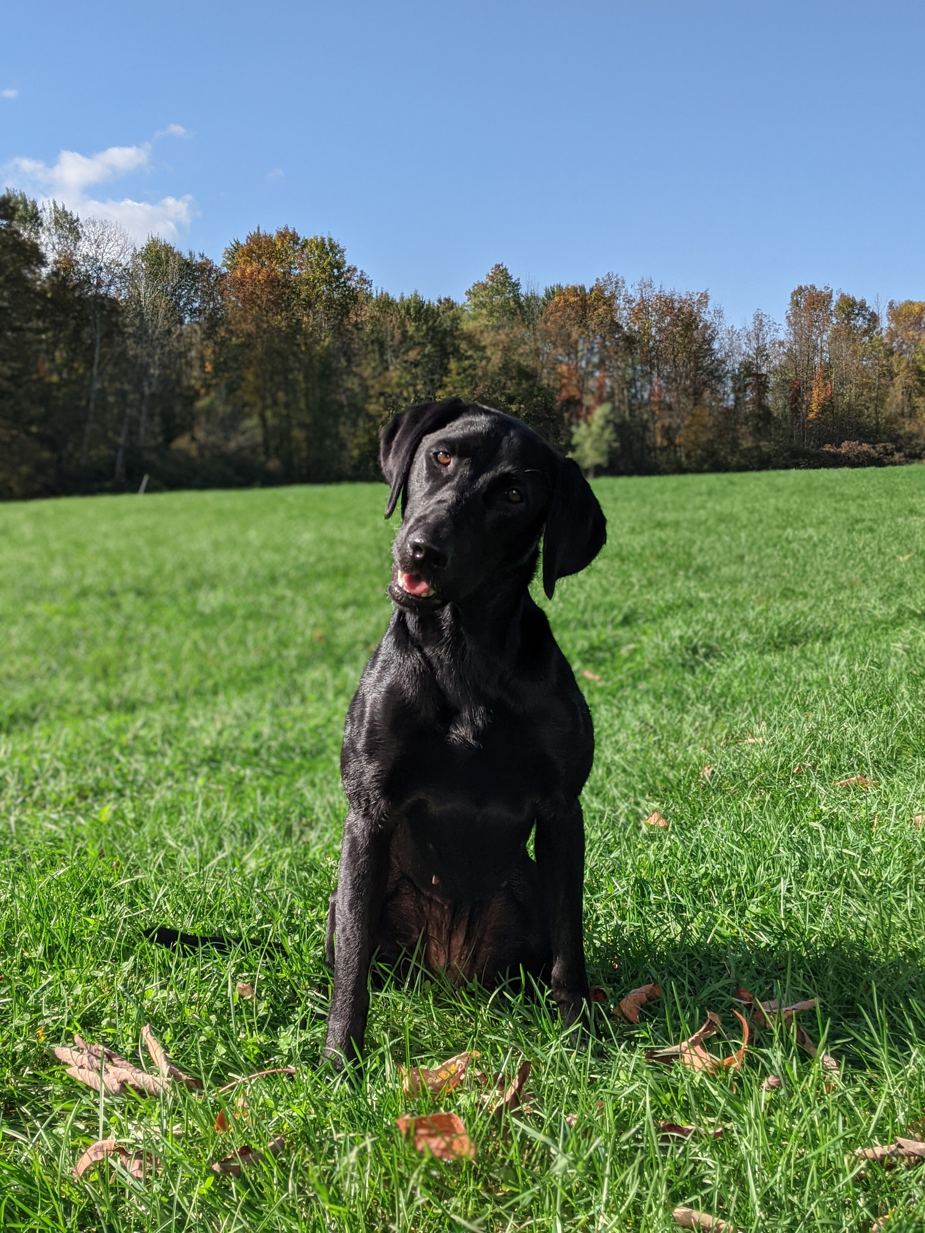 Diamond Brook's Cog In The Rough | Black Labrador Retriver