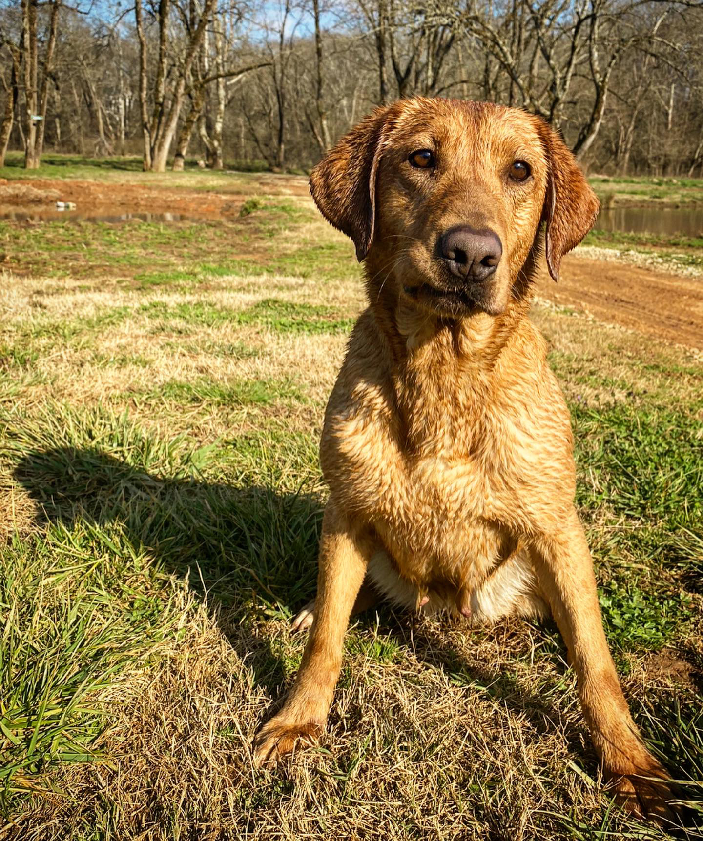 Ds Simpson's Climbing To The Top | Yellow Labrador Retriver