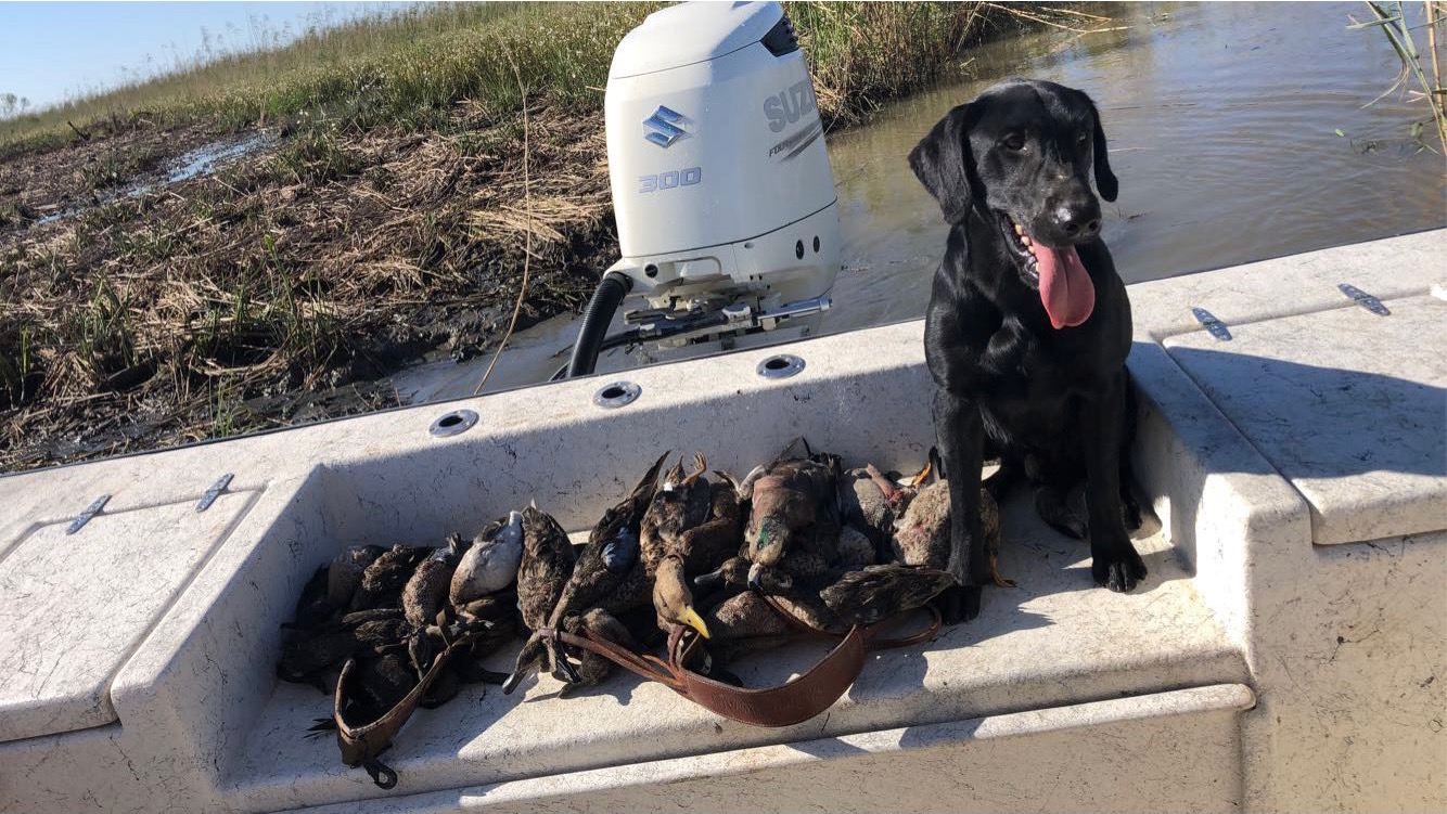 HRCH UH Major Reuben Millsaps Sullivan | Black Labrador Retriver