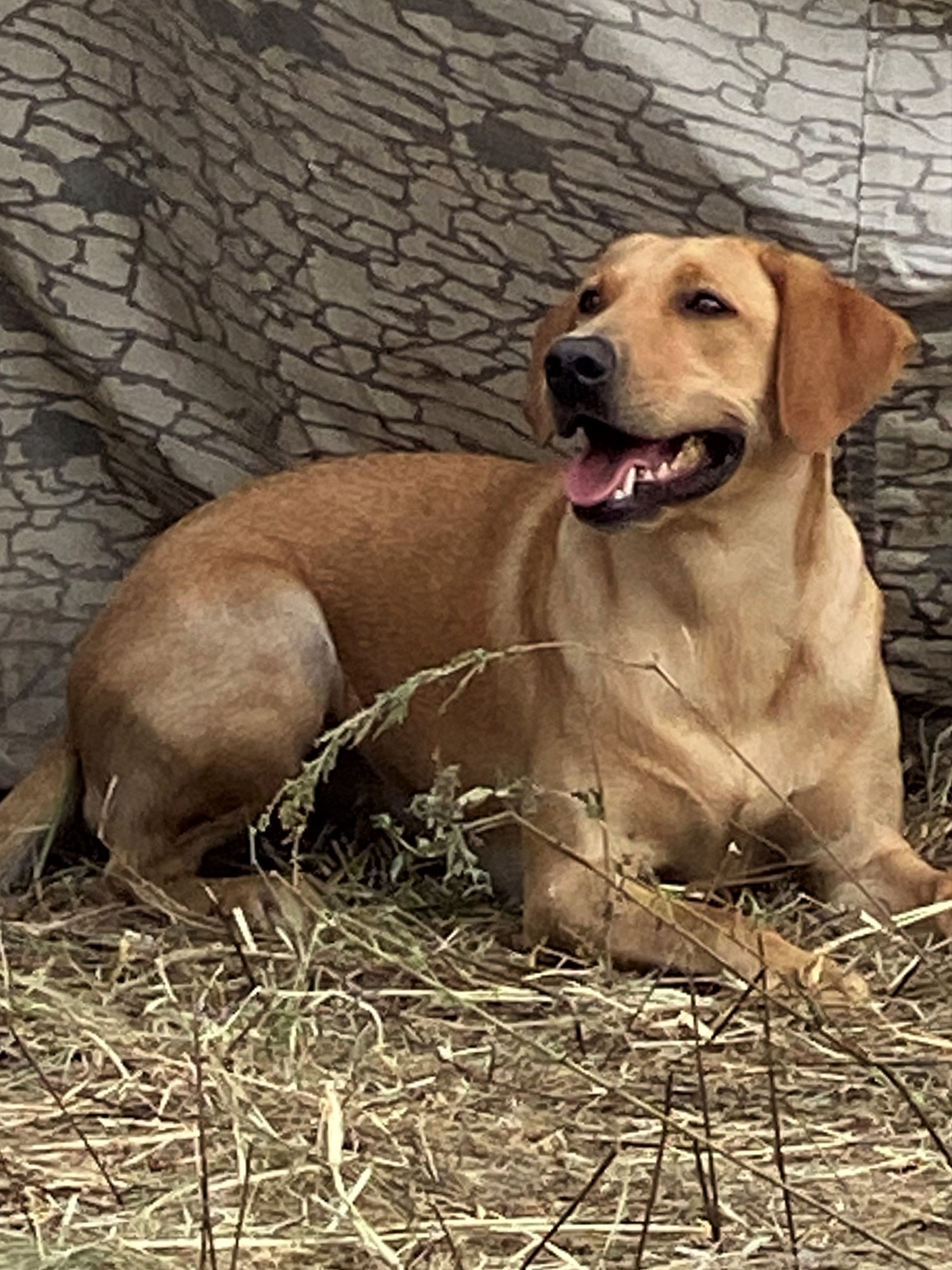 3m Foxy Kona | Yellow Labrador Retriver