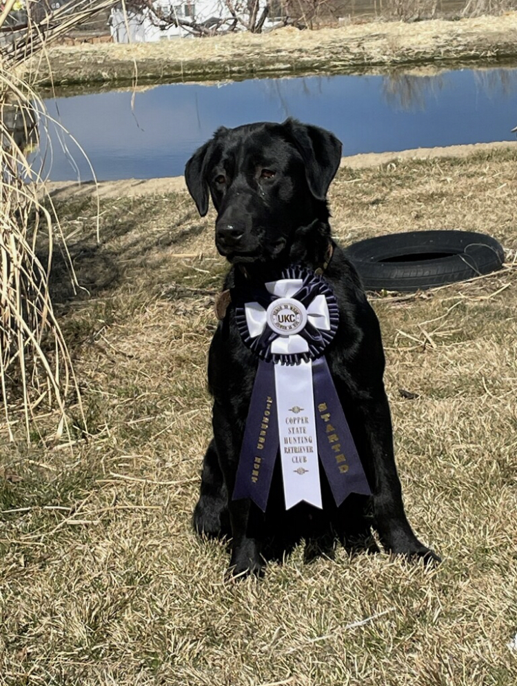 Duck Buster Bad Boy Bullet | Black Labrador Retriver