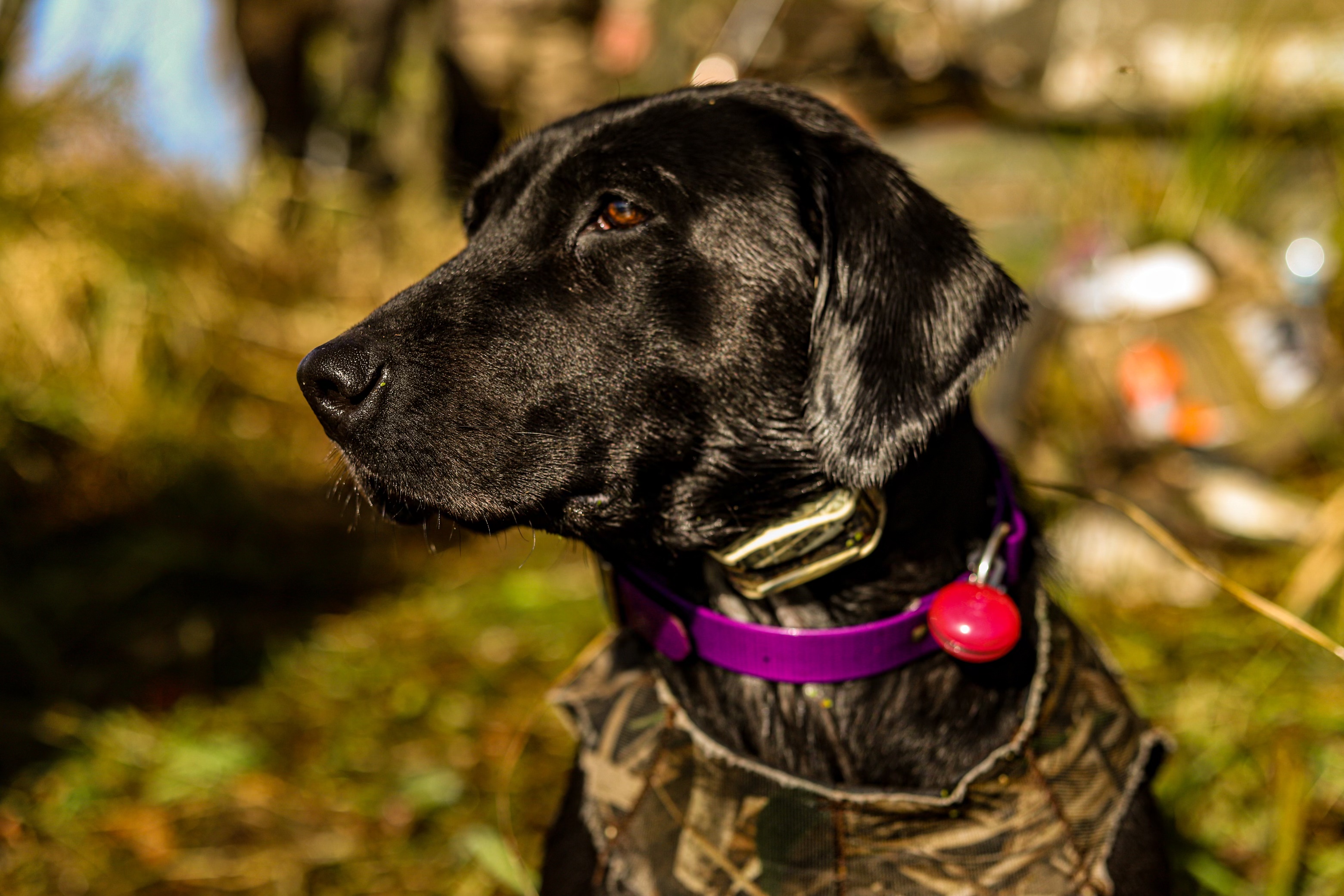 Pierri’s Black Blizzard Jade | Black Labrador Retriver