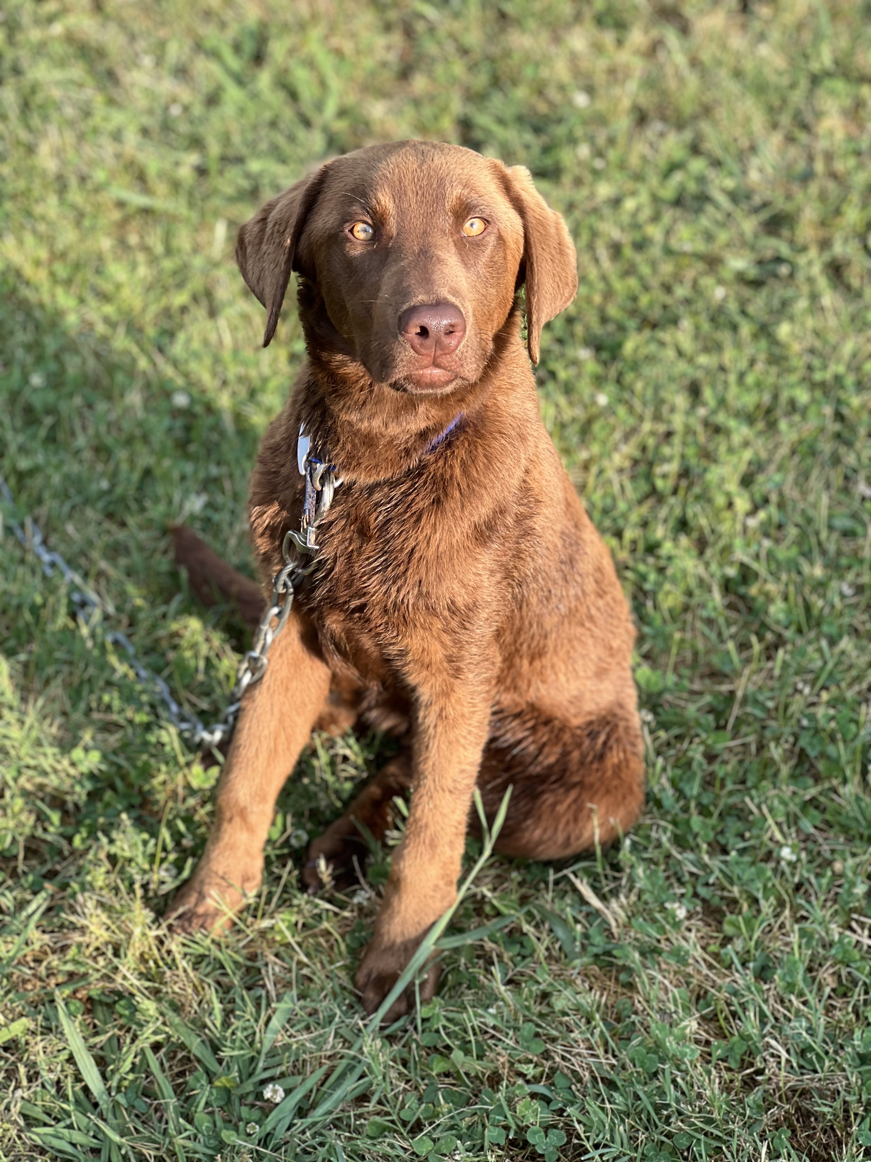 Southern River's Boone On The Run | Chocolate Labrador Retriver