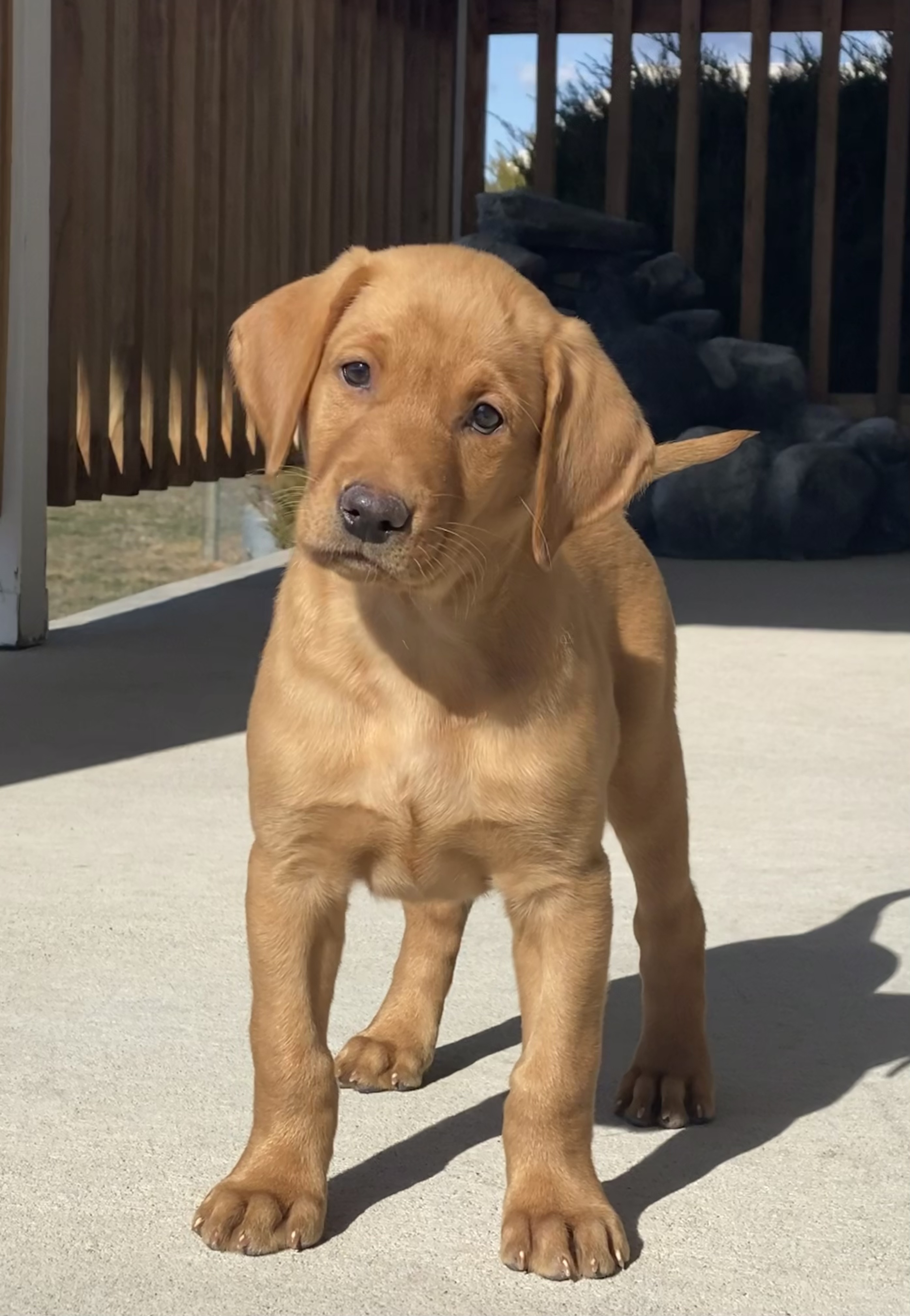 Rocky Point’s Rip Take ‘Em To The Train Station | Yellow Labrador Retriver