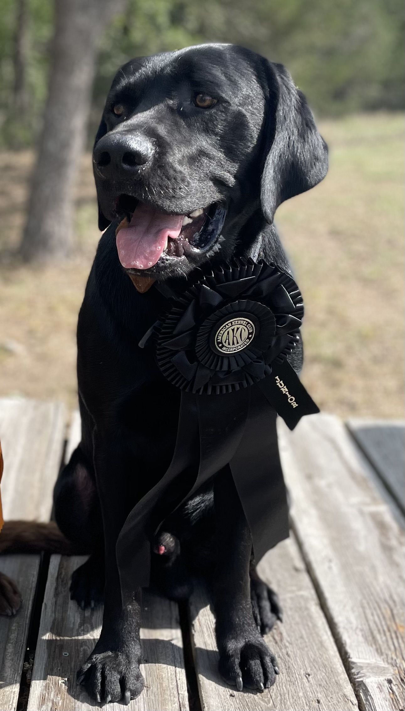 Tmh Rex of Windsor JH | Black Labrador Retriver