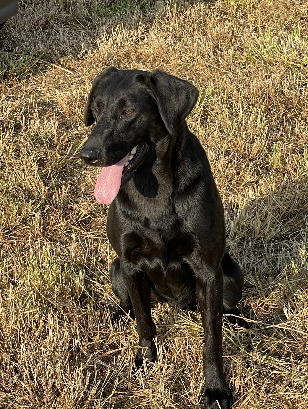 HRCH Marquee’s Becky MH | Black Labrador Retriver