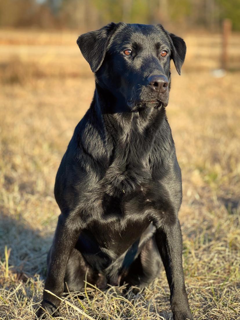 UP Labradors Foxxy Lil Lady | Black Labrador Retriver