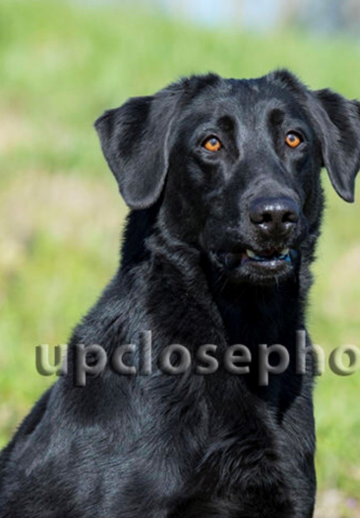 HRCH Cobb's Powder Puff MH | Black Labrador Retriver