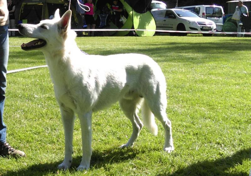 Cysco of Sheep Mountain | White Swiss Shepherd Dog 