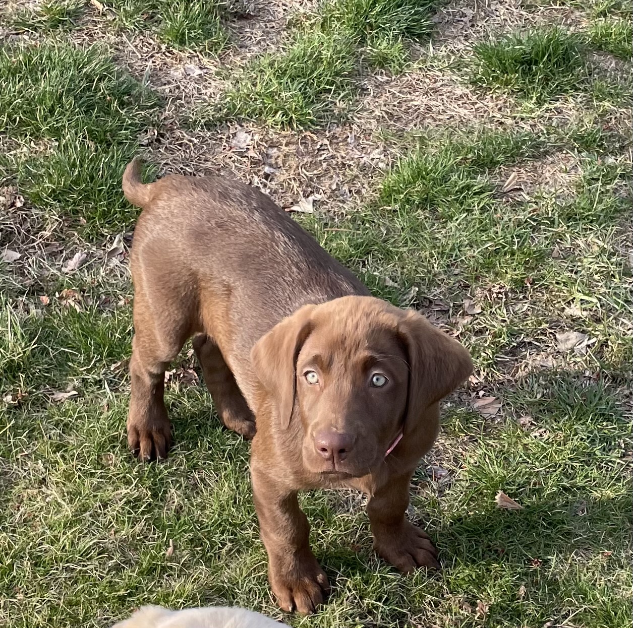 Bag Em and Tag Em Teal | Chocolate Labrador Retriver