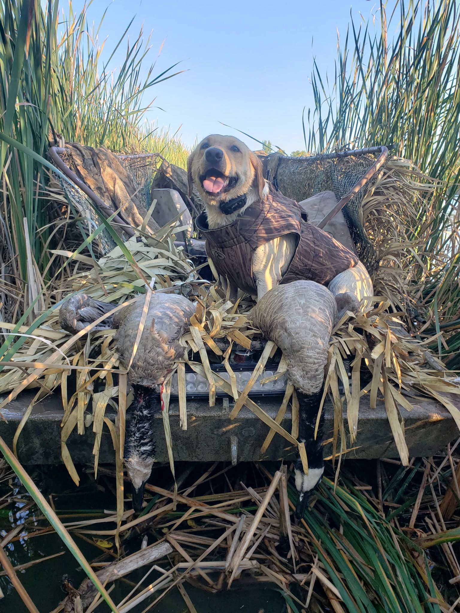 Swan Lakes Queen Nala JH | Yellow Labrador Retriver