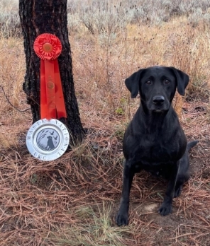 HRCH  UH Summer Breeze Annie Get Ur Gun MH | Black Labrador Retriver