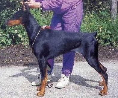 Qrella v. Silverkrohn | Black Doberman Pinscher