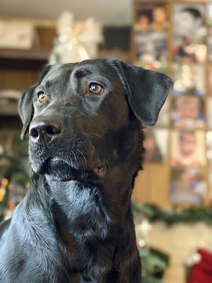 Shadow Storm Diamond | Black Labrador Retriver