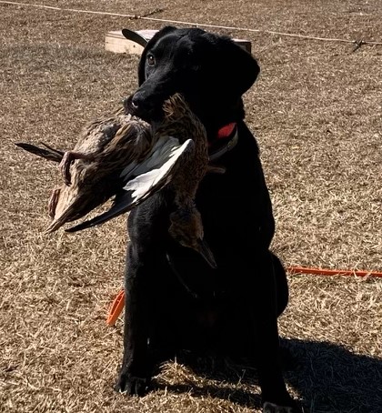 BFE  Pearl The Gem Of Queens JH | Black Labrador Retriver